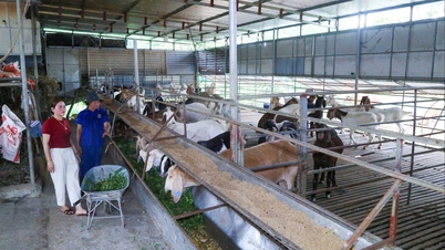 Kinh tế nông hộ: Vững vàng nhờ biết phòng hơn chống
