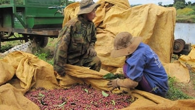 Giá cà phê hôm nay 20/8/2025: Tạm dừng đà tăng
