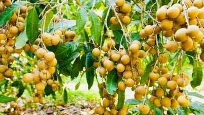 Vụ nhãn Hưng Yên 2025: Sản lượng vượt 50.000 tấn, trên 60% đạt chuẩn VietGAP và hữu cơ