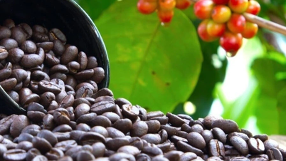 Ngày 20-8, cà phê trong nước vượt mốc 120.000 đồng/kg