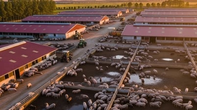 Giá heo hơi hôm nay 20/8: 3 miền giảm mạnh, tạo nên đáy mới