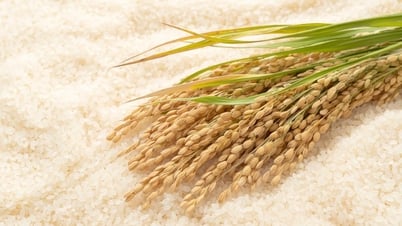Giá lúa gạo hôm nay 20/8: Gạo nguyên liệu tăng nhẹ, xuất khẩu giữ kỷ lục