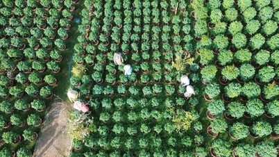 Làng hoa Sa Đéc (Đồng Tháp): Tất bật xuống giống phục vụ thị trường Tết Nguyên đán 2026