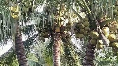 Sự trỗi dậy mạnh mẽ của ngành dừa Việt Nam