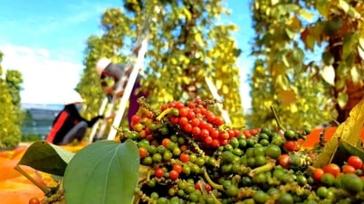 Giá tiêu hôm nay 20/8/2025: Giữ giá mức cao
