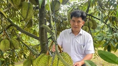Nông dân Lâm Đồng trồng sầu riêng chất lượng cao lên đến 300ha