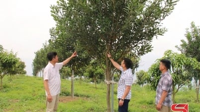 Xây dựng nhãn hiệu chứng nhận “Mắc ca Sơn La”
