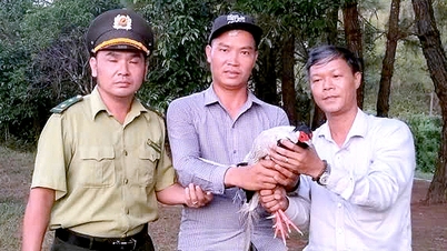 Gà lôi trắng quý hiếm bay vô quán nước, chủ quán liền báo chính quyền