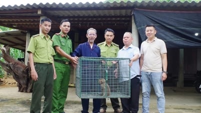 UBND xã Long Quảng phối hợp tiếp nhận 1 cá thể khỉ đuôi lợn
