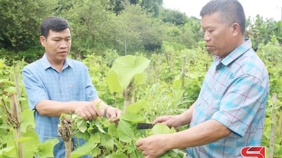 Xây dựng các mô hình kinh tế điển hình