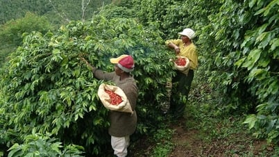 Giá cà phê hôm nay 21/8/2025: Tăng cao dữ dội