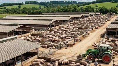 Giá heo hơi hôm nay 21/8: 3 miền "đỏ lửa", miền Bắc giảm mạnh
