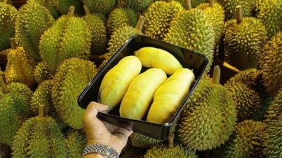 Giá sầu riêng hôm nay 21/8: Sầu riêng Thái tăng sốc