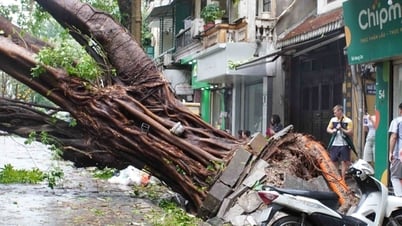 Bedauern über die hundertjährigen „Bäume“, die bei Sturm Nummer 3 in der Altstadt von Hanoi entwurzelt wurden