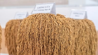 Giải mã gen tìm tầm vóc của cây lúa Việt trong kỷ nguyên mới
