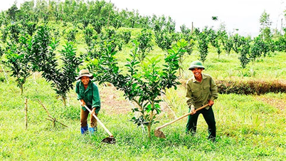 Toàn tỉnh chuyển đổi được trên 995ha cây trồng