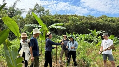 Vun mầm xanh cho tương lai ở làng Aur