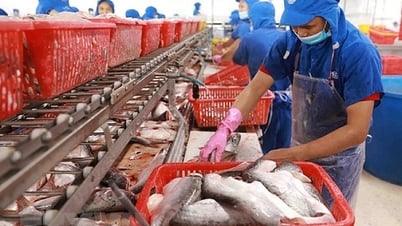Xuất khẩu cá tra tăng trưởng tích cực, chế biến sâu bứt phá