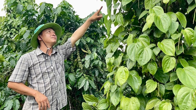 Trồng tiêu xanh trái vụ - một hướng đi mới