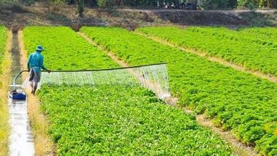 Mã số vùng trồng- cơ hội mở rộng thị trường nông sản