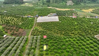 Thảo Nguyên phát triển nông nghiệp ứng dụng công nghệ cao