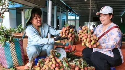 Nông dân xã Trường Xuân hướng đến xuất khẩu vải thiều