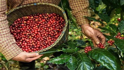 Giá cà phê trong nước tiếp tục lập kỷ lục mới, tiến sát 124.000 đồng/kg