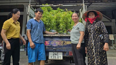 Cấp phát cây giống và phân bón cho hộ dân tham gia dự án trồng rừng gỗ lớn