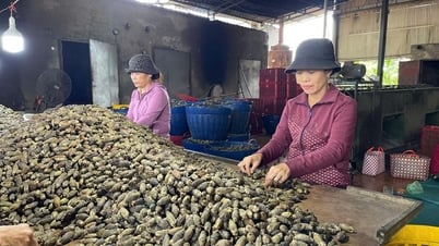 Giá cau tươi tăng, cau giống “hút” hàng