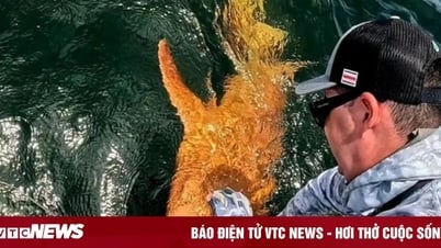 Cá mập y tá màu cam rực rỡ lần đầu tiên được ghi nhận 