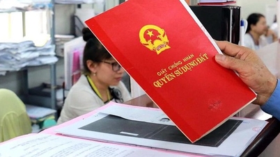 Какой тип земли обозначен в Сертификате буквой «Т»?