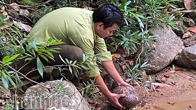 Thả 4 cá thể động vật có tên trong Sách đỏ về Khu Bảo tồn thiên nhiên Hòn Bà