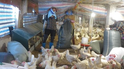 Chăn nuôi an toàn sinh học cho hiệu quả kinh tế cao, bền vững