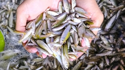 Rộn ràng mùa cá linh non tại vùng biên giới An Giang