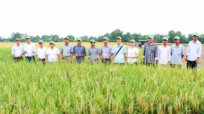 Nhân rộng mô hình lúa giảm phát thải, hướng đến nông nghiệp bền vững