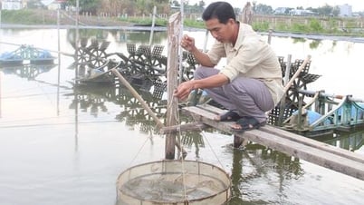 Tôm nuôi 'được mùa, được giá', nông dân phấn khởi