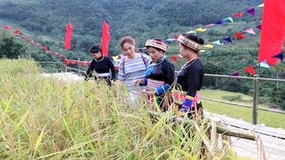 Gạo nếp Tài – Dẻo thơm từ nguồn cội