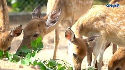 Giảm nghèo miền núi - Dấu ấn từ sự đồng hành của cấp ủy, chính quyền và người dân
