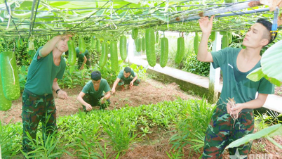Tích cực chuẩn bị tham gia Hội thi "Tiểu đoàn tăng gia sản xuất giỏi" cấp Quân khu năm 2025