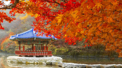 Busan mùa thu có gì đẹp? Trọn bộ gợi ý từ cảnh đẹp đến lễ hội độc đáo