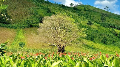 Canna flower season on Chu Dang Ya mountain