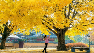 Du lịch Seoul mùa thu: Ngắm lá đỏ và cảnh sắc quyến rũ