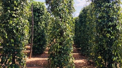 Giá tiêu hôm nay 22/8/2025: Bắt đầu tăng trở lại