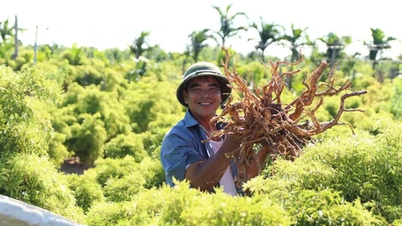 Định hướng phát triển dược liệu Việt đạt tiêu chuẩn GACP-WHO