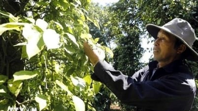Cơ hội tăng trưởng cho ngành hàng gia vị