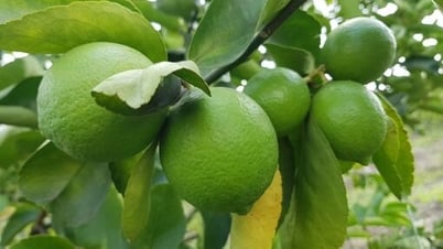 Tây Ninh: Đẩy mạnh phát triển nông nghiệp ứng dụng công nghệ cao