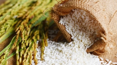 Giá lúa gạo hôm nay 22/8: Lúa tươi, gạo xuất khẩu chững giá