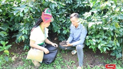 Ngút ngàn màu xanh cà phê