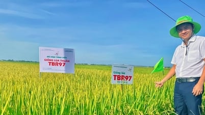 صنف الأرز TBR97 يُحدث المعجزات في الحقول بعد العواصف
