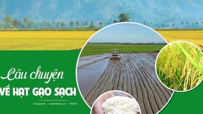 Câu chuyện từ hạt gạo sạch